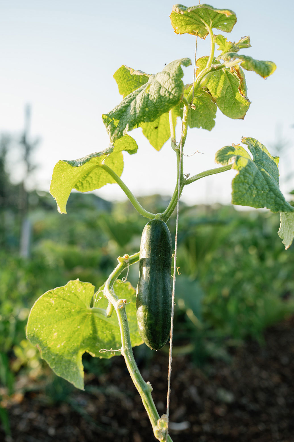 Cucumber growing on a vine